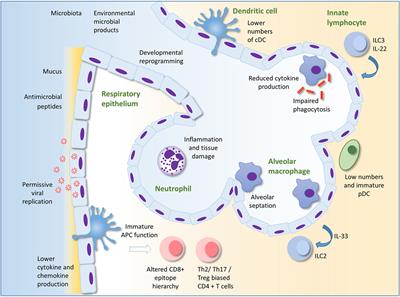 Innate Immunity to Respiratory Infection in Early Life